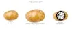 Potato Construct 2 Edition